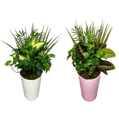 Tall Pink and White Pot